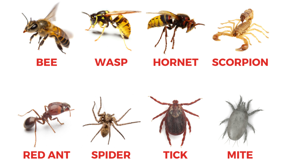 Dangerous Insects SafetySkills